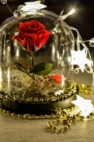 A vivid red rose encased in a glass dome, resting on a black base. The rose stem is surrounded by some dried moss or grass. The scene is adorned with string lights featuring illuminated star-shaped bulbs and golden bead garlands, creating a warm and enchanting ambiance.