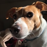A close-up view of a brown and white dog with expressive eyes and a shiny nose, wearing a collar. The background is softly blurred, with a hint of a plaid blanket and soft lighting enhancing the fur's color.
