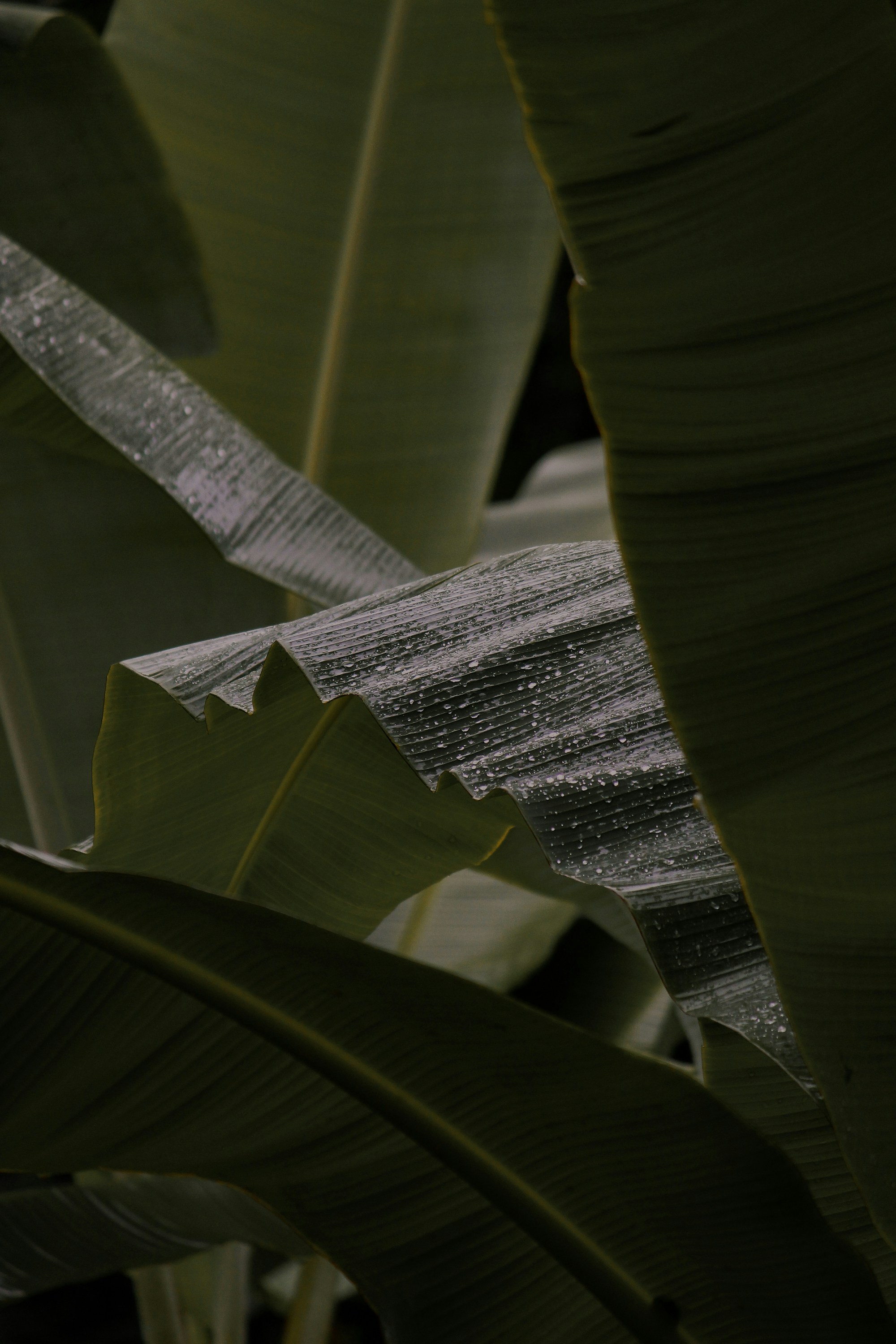 tropical wallpaper leaves, wallpaper, Tropical Entryway: Design Ideas & Inspiration 6