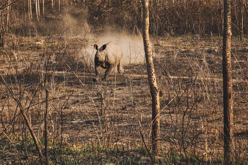 a wolf walking through a field