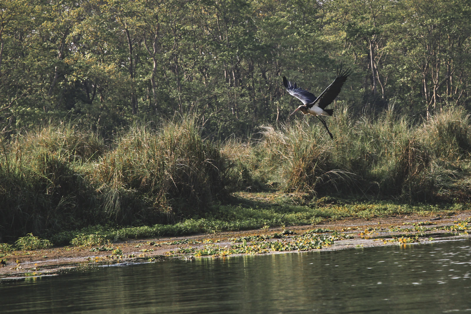 A bird flying low over a calm river in Chitwan National Park, Nepal