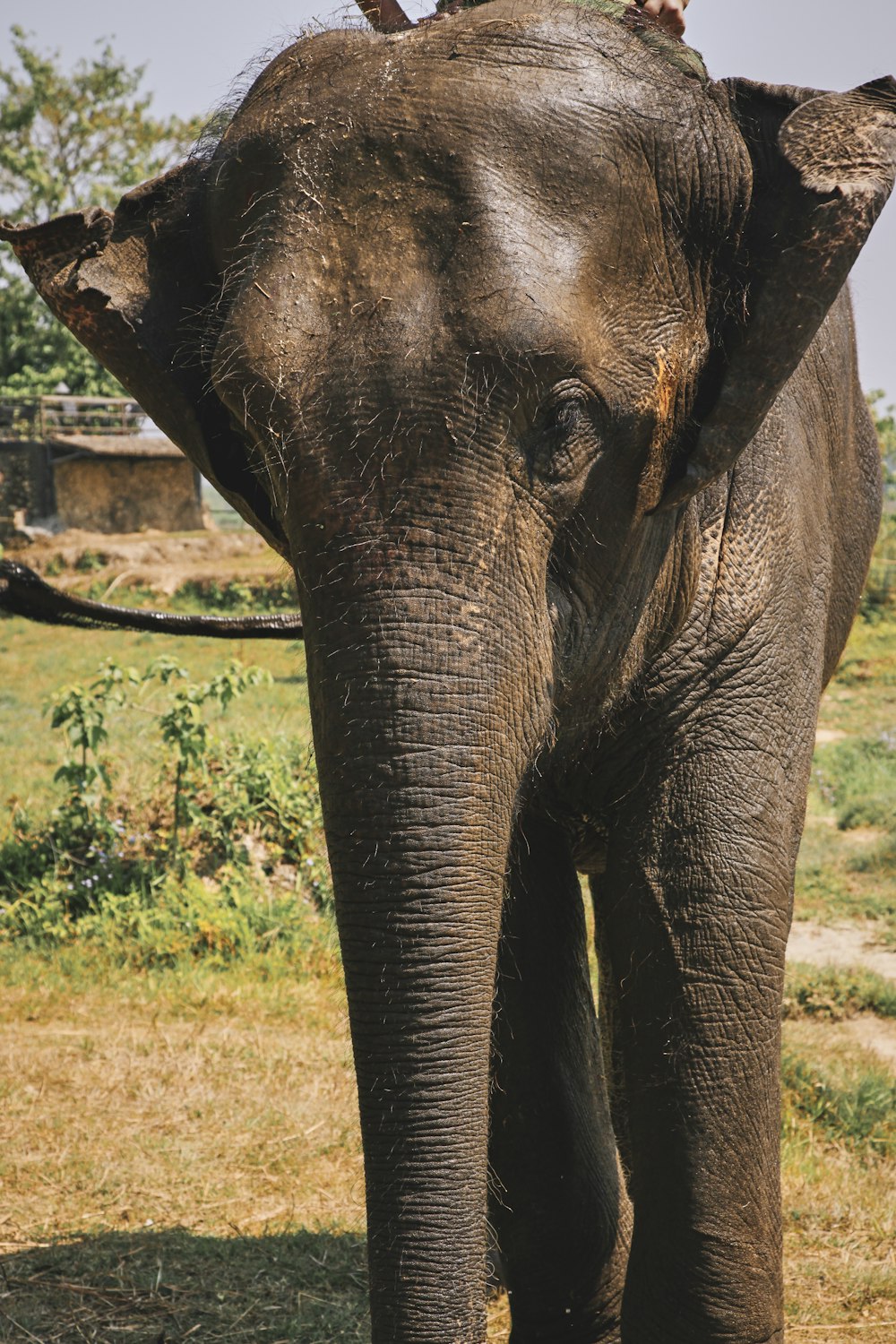 an elephant with its trunk up