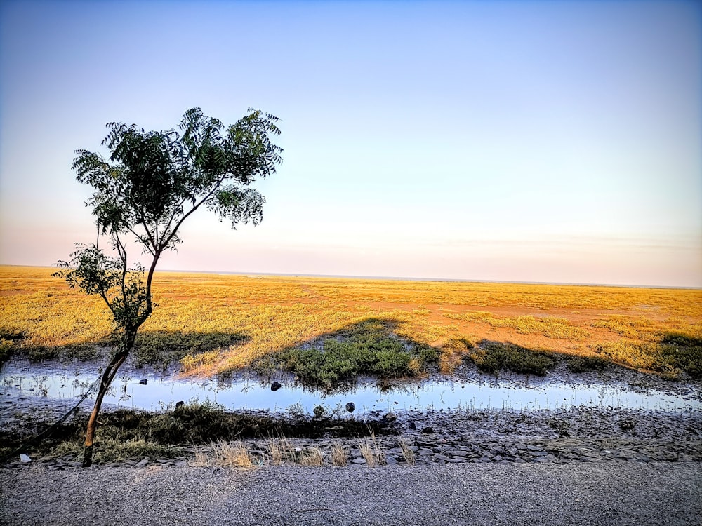 a tree in a field