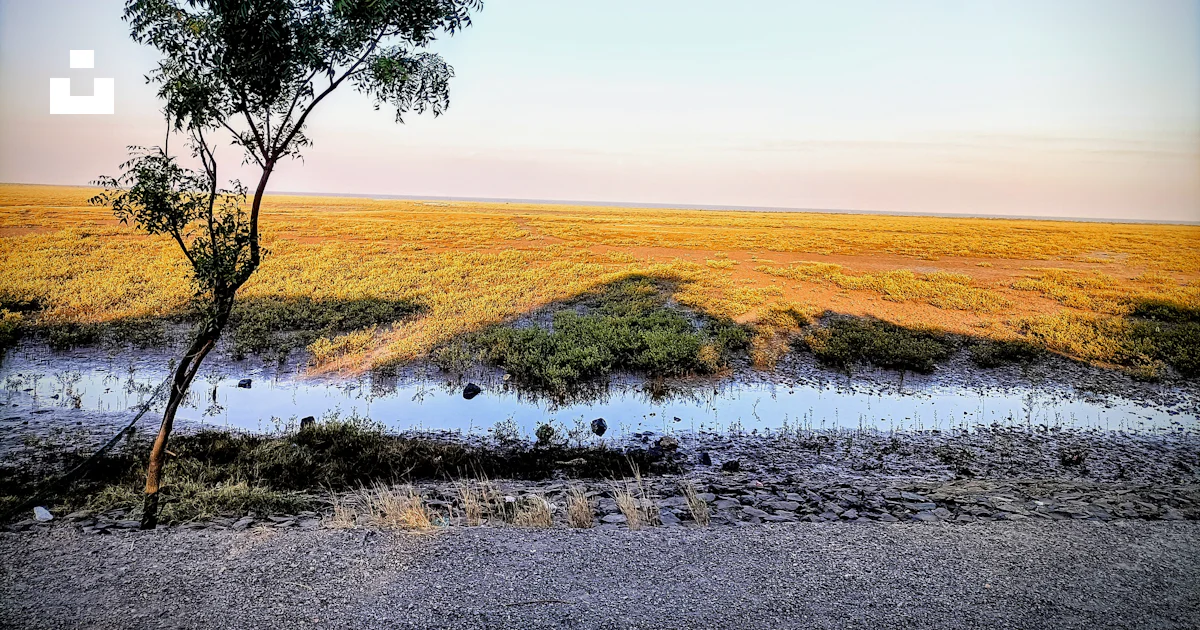 A tree in a field photo – Free Dandi Image on Unsplash