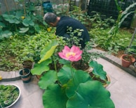 A person is tending to a lush garden filled with a variety of green plants and foliage. In the foreground, there is a prominent pink lotus flower with large green leaves, potted on a patio. Various small plants are in pots and a bowl filled with freshly picked greens is placed on the ground.