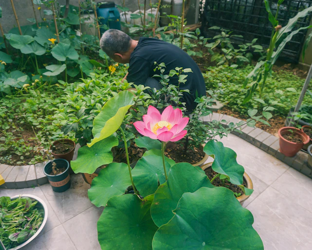 A bright, modern garden with fresh green plants and a beginner gardener happily tending to flowers