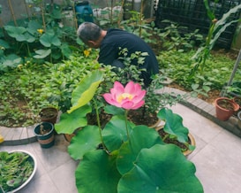 A person is tending to a lush garden filled with a variety of green plants and foliage. In the foreground, there is a prominent pink lotus flower with large green leaves, potted on a patio. Various small plants are in pots and a bowl filled with freshly picked greens is placed on the ground.