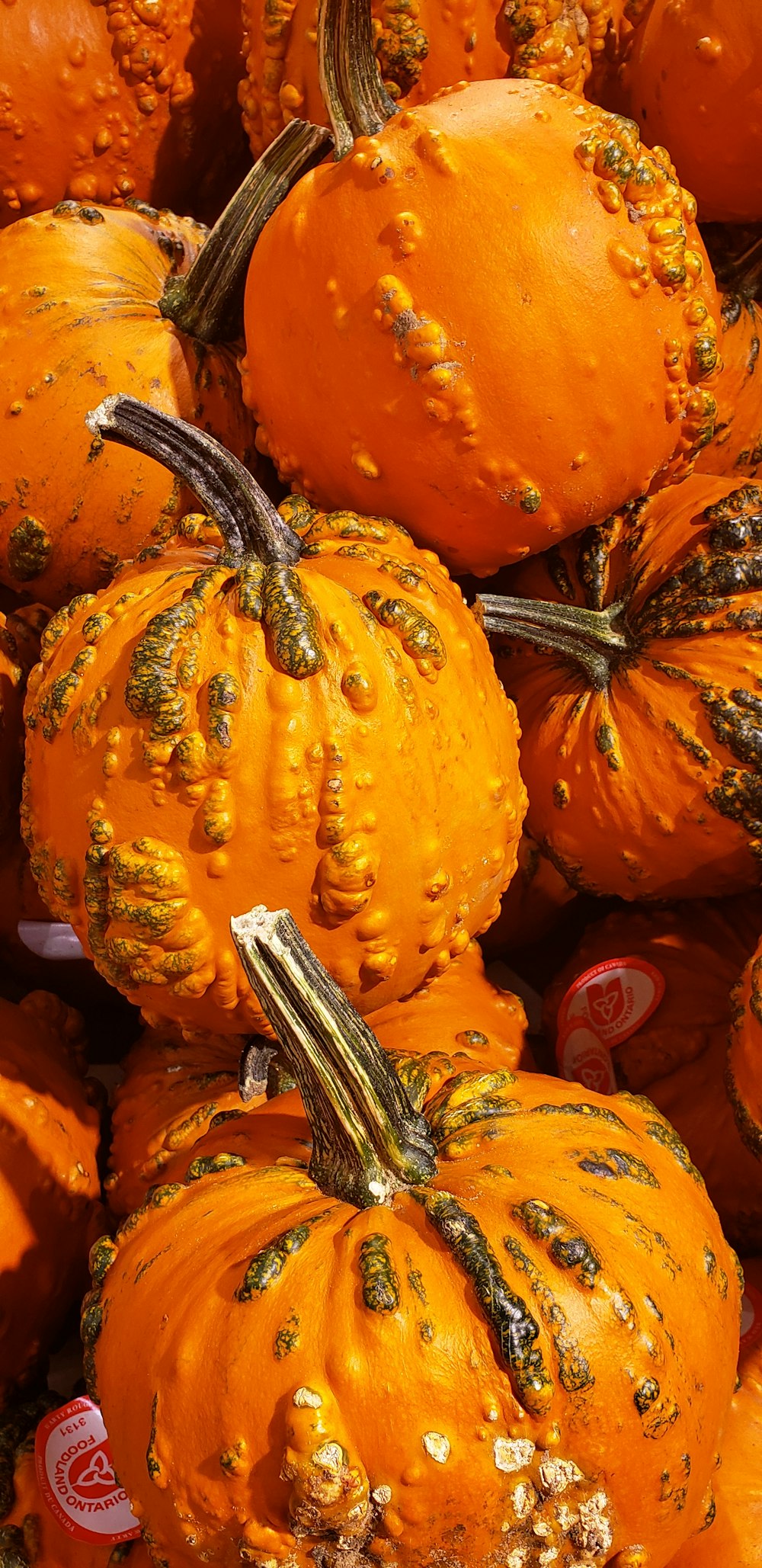 a group of orange pumpkins