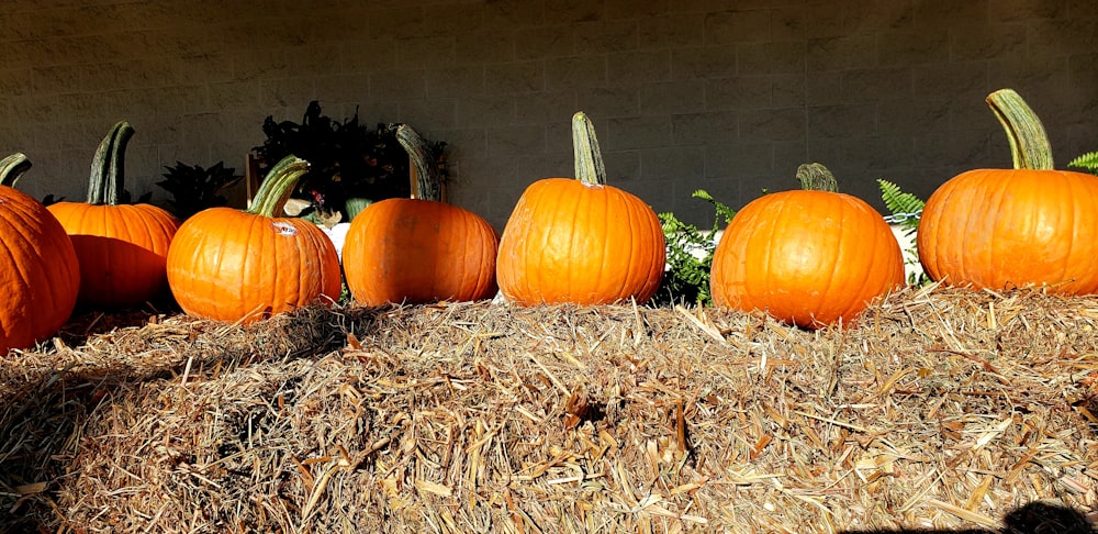 a group of pumpkins on hay