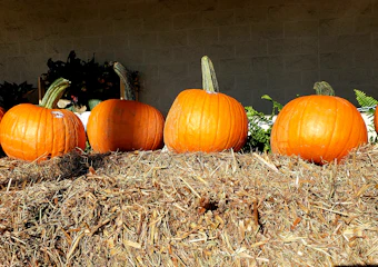 Pumpkins lined up on hay bales