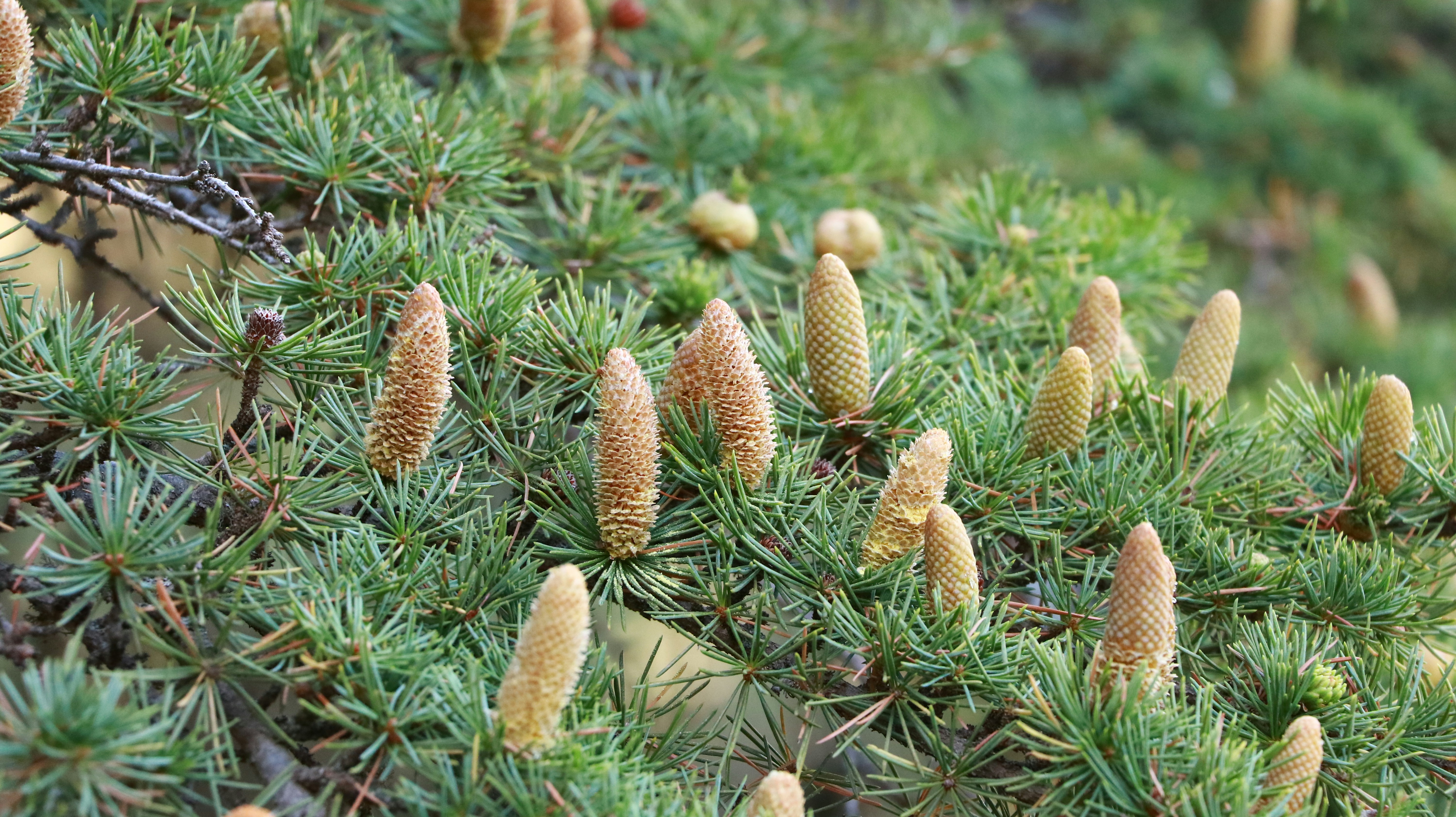 Commercial Cultivation and Public Access (image credits: unsplash)