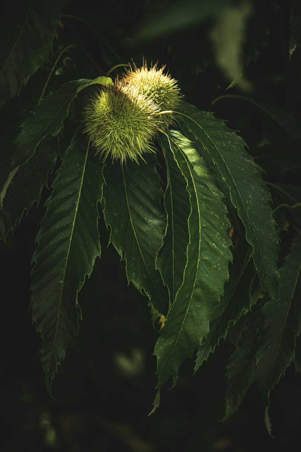 a close up of a plant