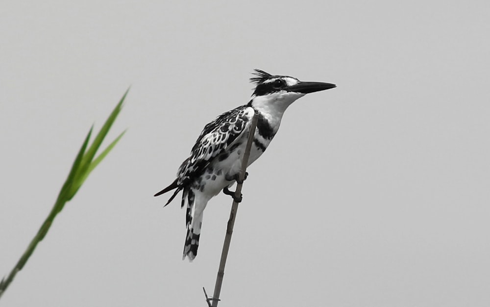 a bird on a branch