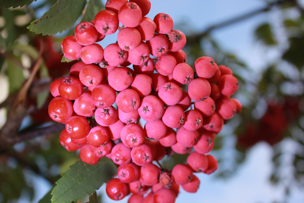 a close up of some berries