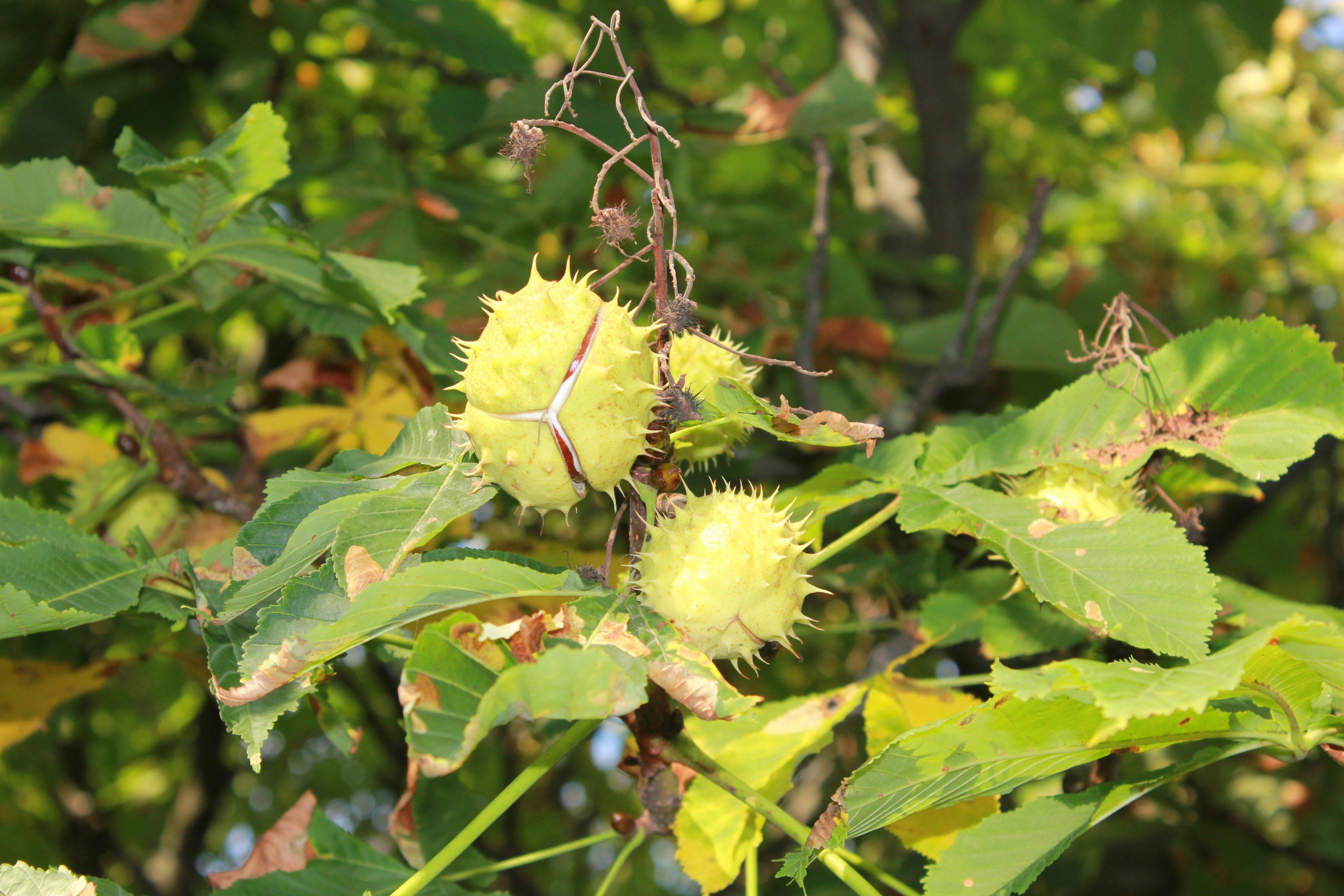 a plant with yellow flowers
