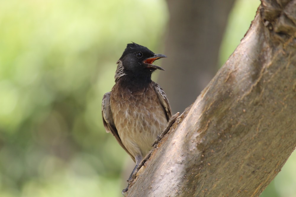 a bird sitting on a tree branch