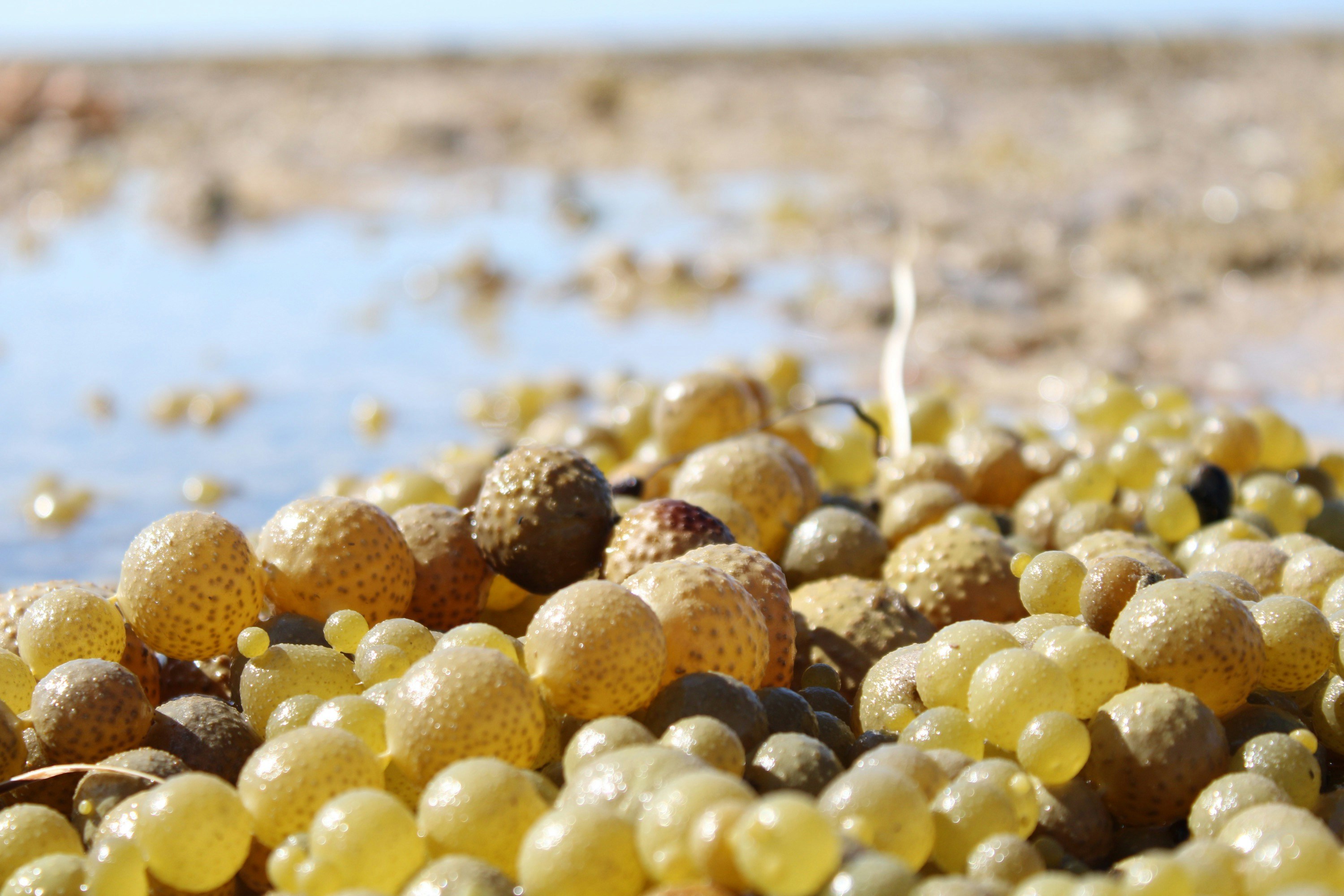 a close up of some grapes