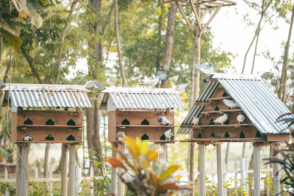 birds in a bird feeder