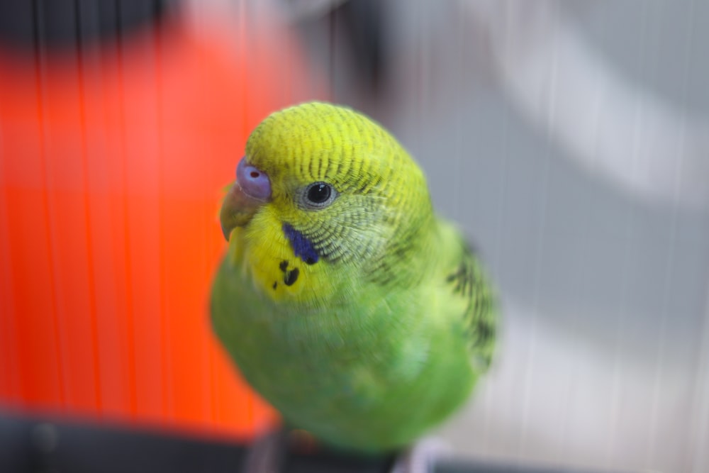 a green bird with a red background