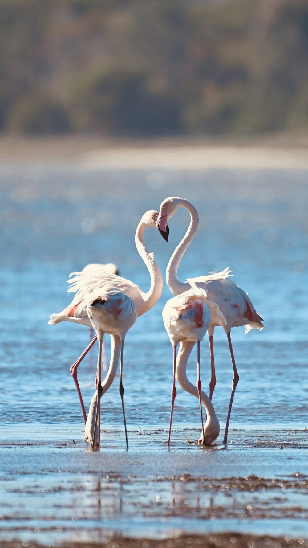 a group of flamingos standing in water