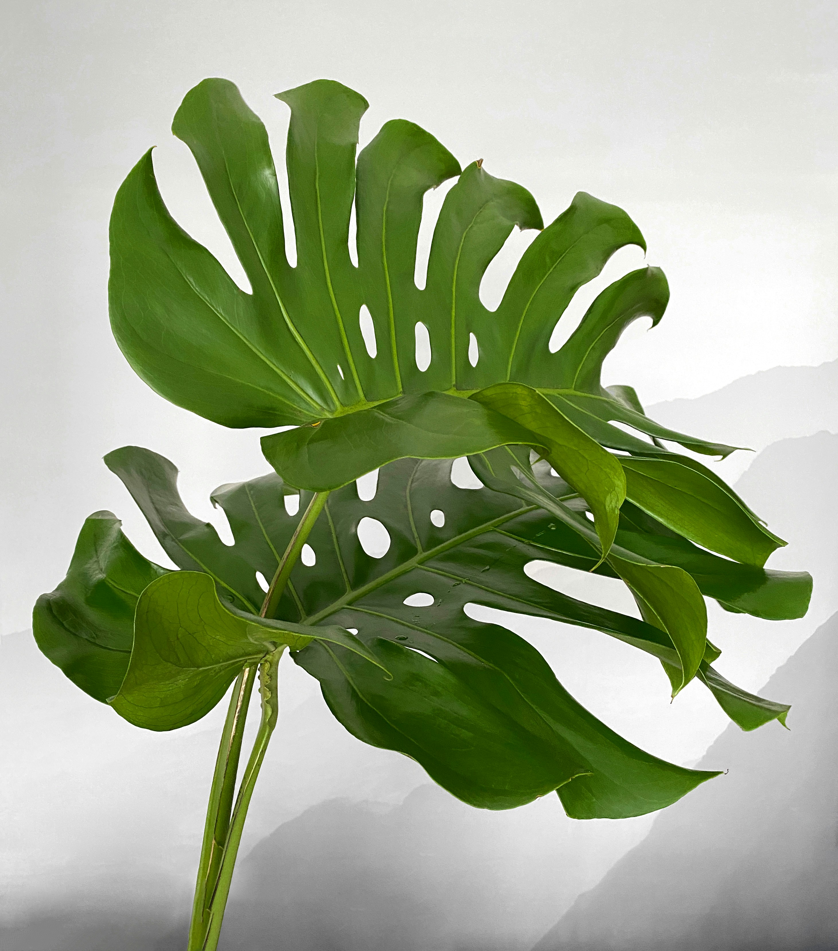 Photo by printandproper