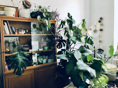 A room corner featuring a large cabinet filled with books and decorative items, surrounded by lush, green houseplants. The cabinet is made of wood and has glass doors. Various plants, including monstera and other leafy greens, create a dense, vibrant vegetation against the backdrop. Some decorative elements like hanging paper ornaments add a playful touch to the corner.