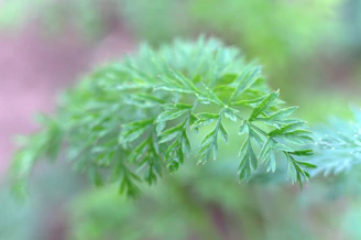 Close-up of natural green leaves on wooden background representing pure ingredients.