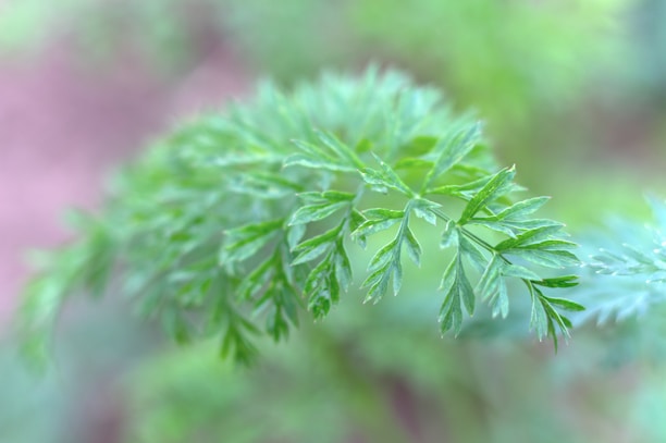 Close-up of delicate leaves and earth tones reflecting the natural and organic aesthetic of the brand.