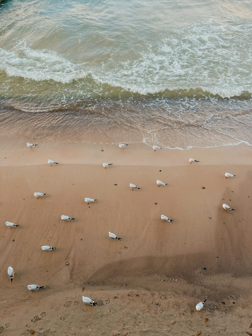 a group of birds on a beach