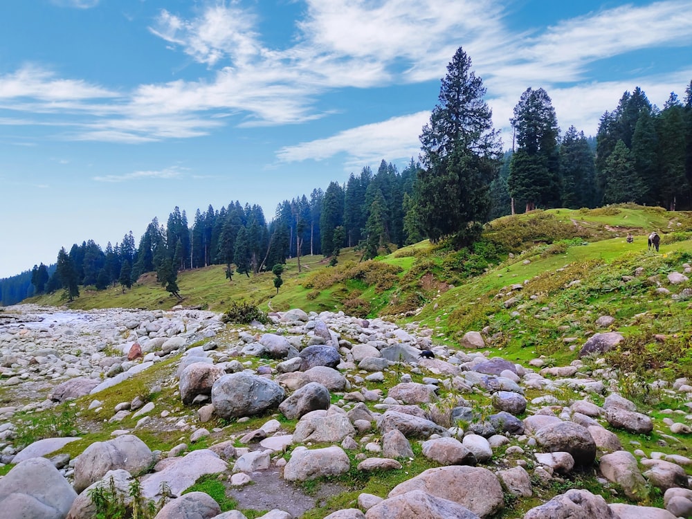 a rocky hillside with trees and grass