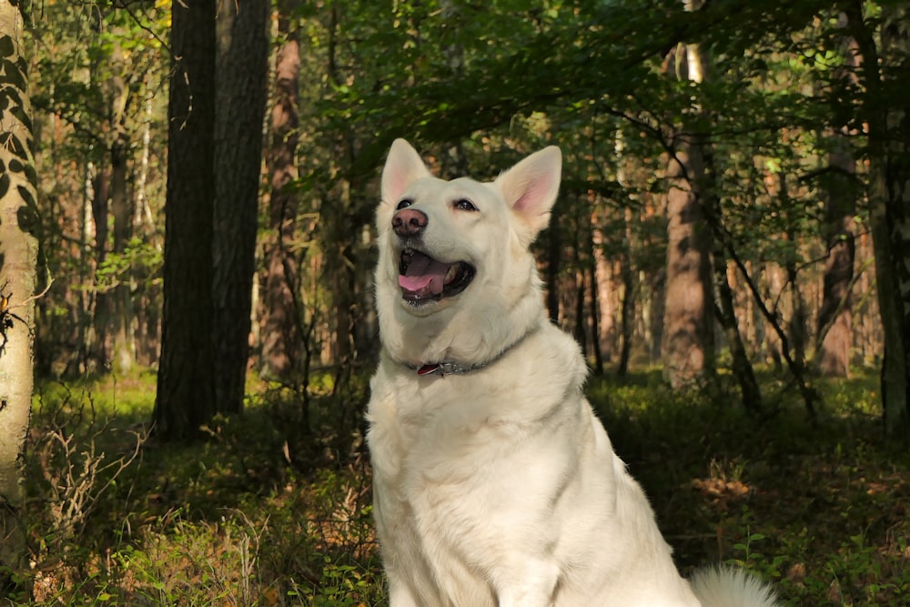 a white dog sitting in the woods