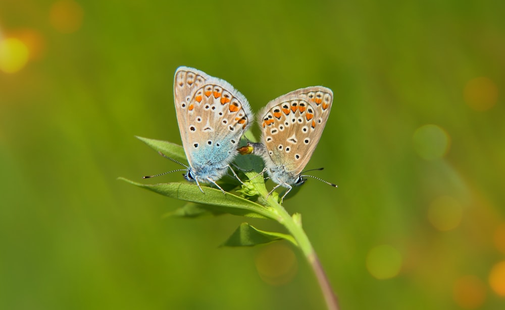 a couple of butterflies on a leaf
