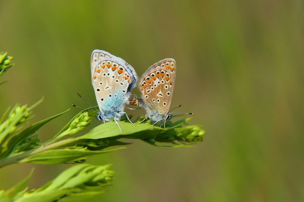 two butterflies on a leaf