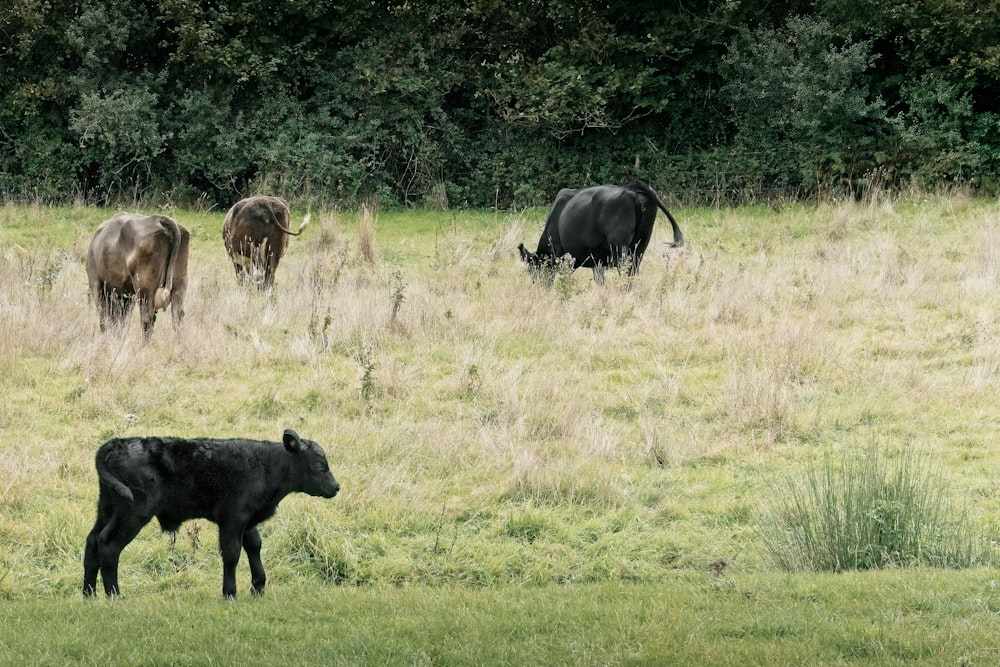 Un grupo de búfalos en un campo