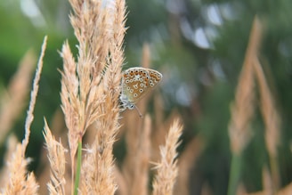a butterfly on a plant