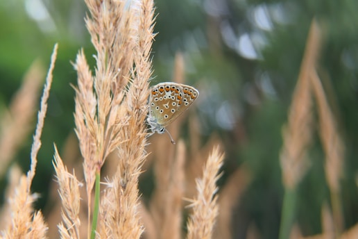 a butterfly on a plant