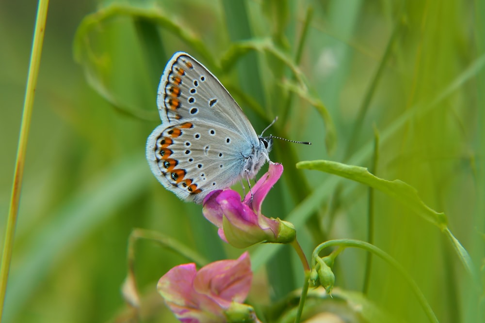 a butterfly on a flower