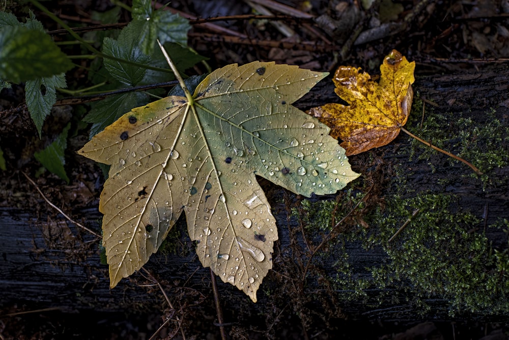 a leaf on the ground