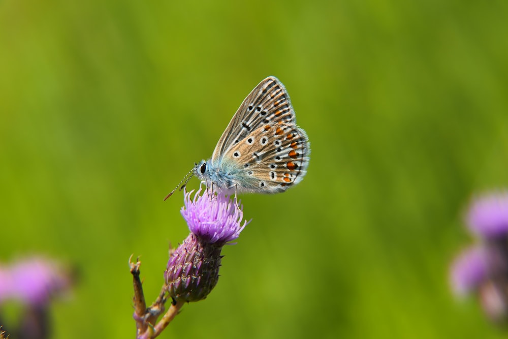 a butterfly on a flower