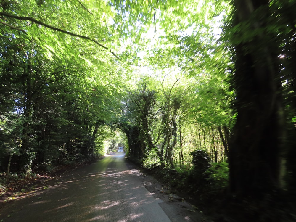 a road with trees on either side