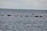 Several seals are resting on rocks scattered across a calm ocean surface. The sky above the water is cloudy, and a few seabirds are visible near the seals.