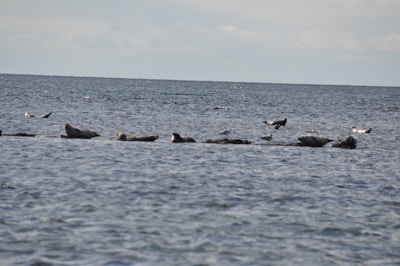 Several seals are resting on rocks scattered across a calm ocean surface. The sky above the water is cloudy, and a few seabirds are visible near the seals.