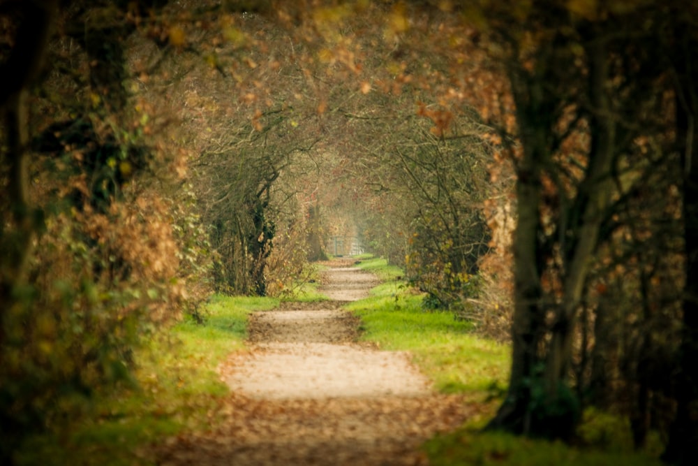 a path through a forest