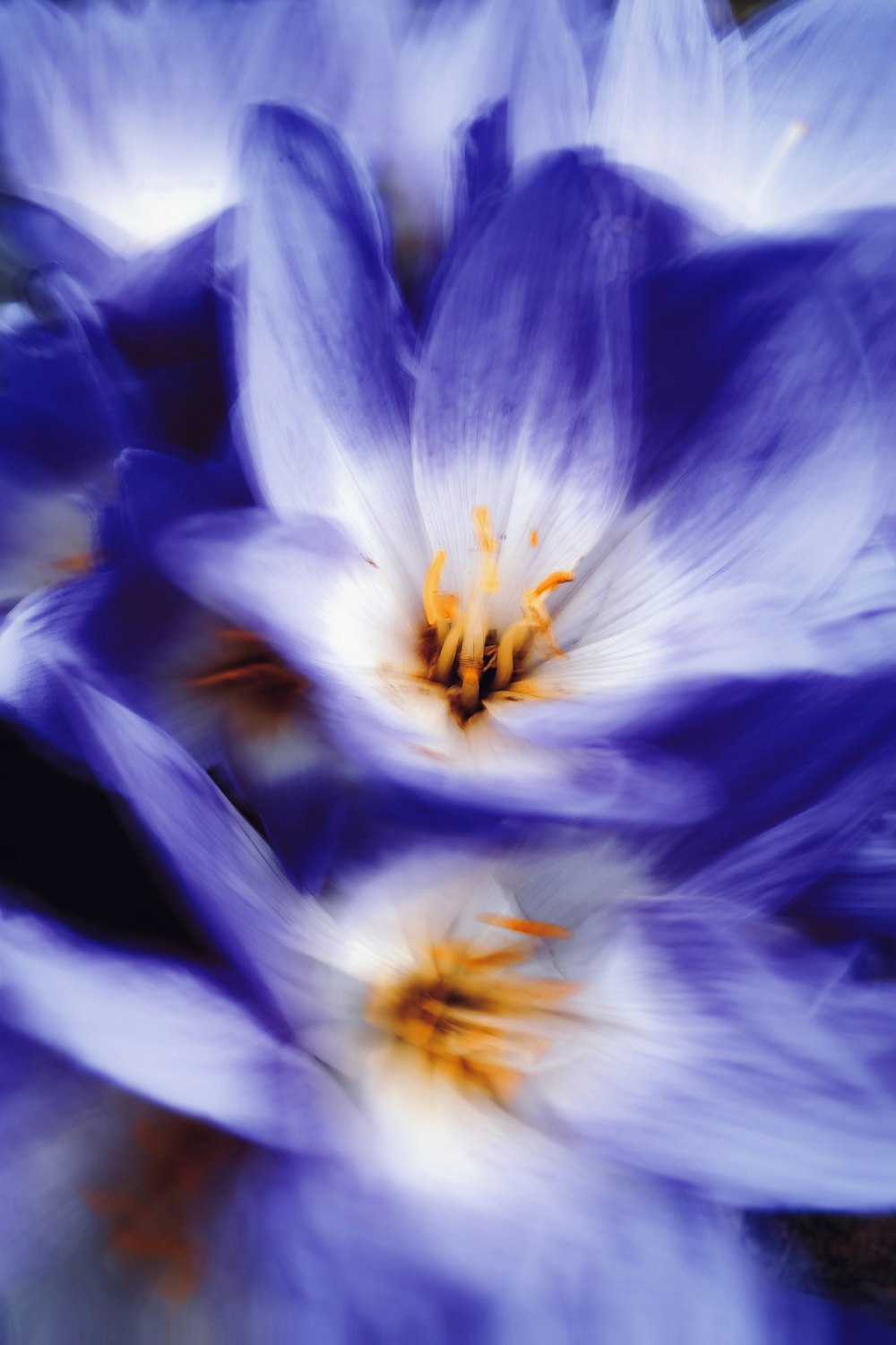 a close up of a flower