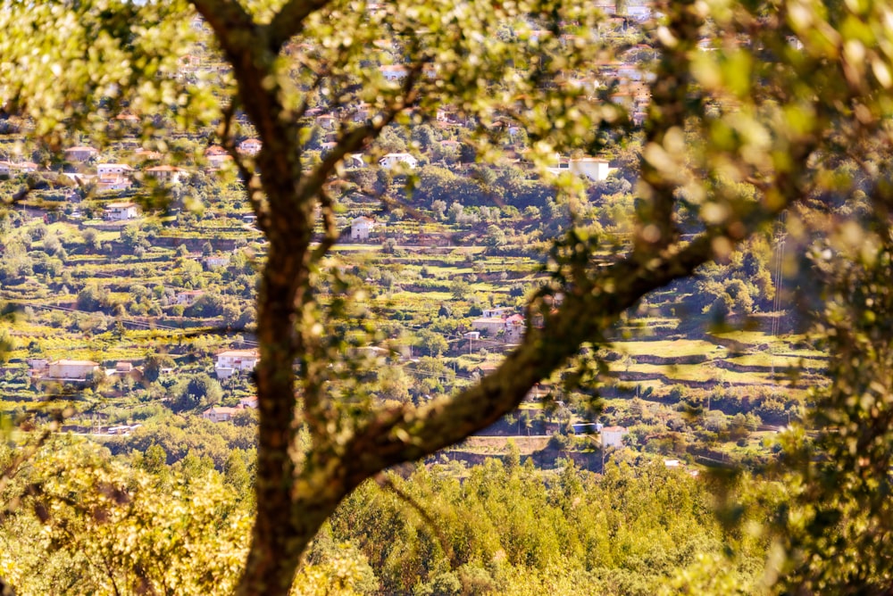 a tree with yellow leaves