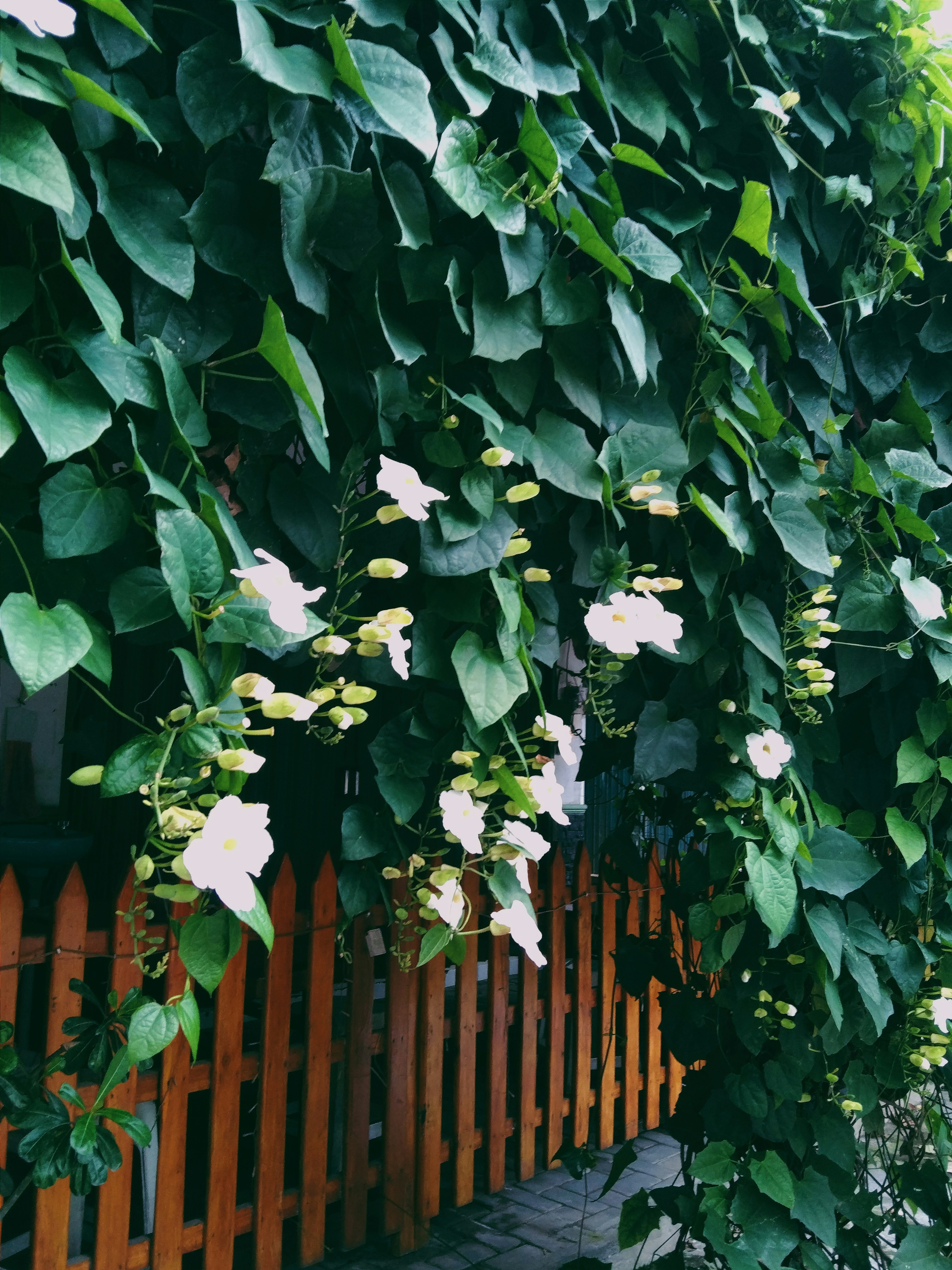 a bush with white flowers