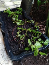 A black, irregularly shaped planter contains dark, moist soil with green leafy plants growing in it. The planter is placed outdoors on a stone or concrete surface, surrounded by other plants and trees. The leaves appear healthy, with some stems visibly red.