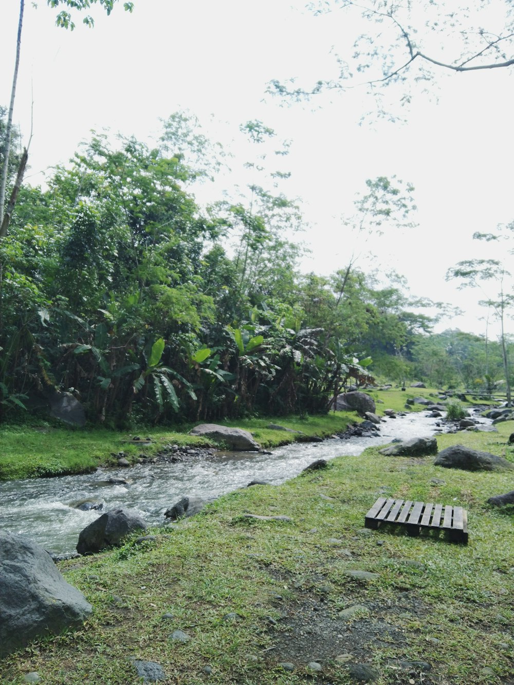 a river with rocks and trees