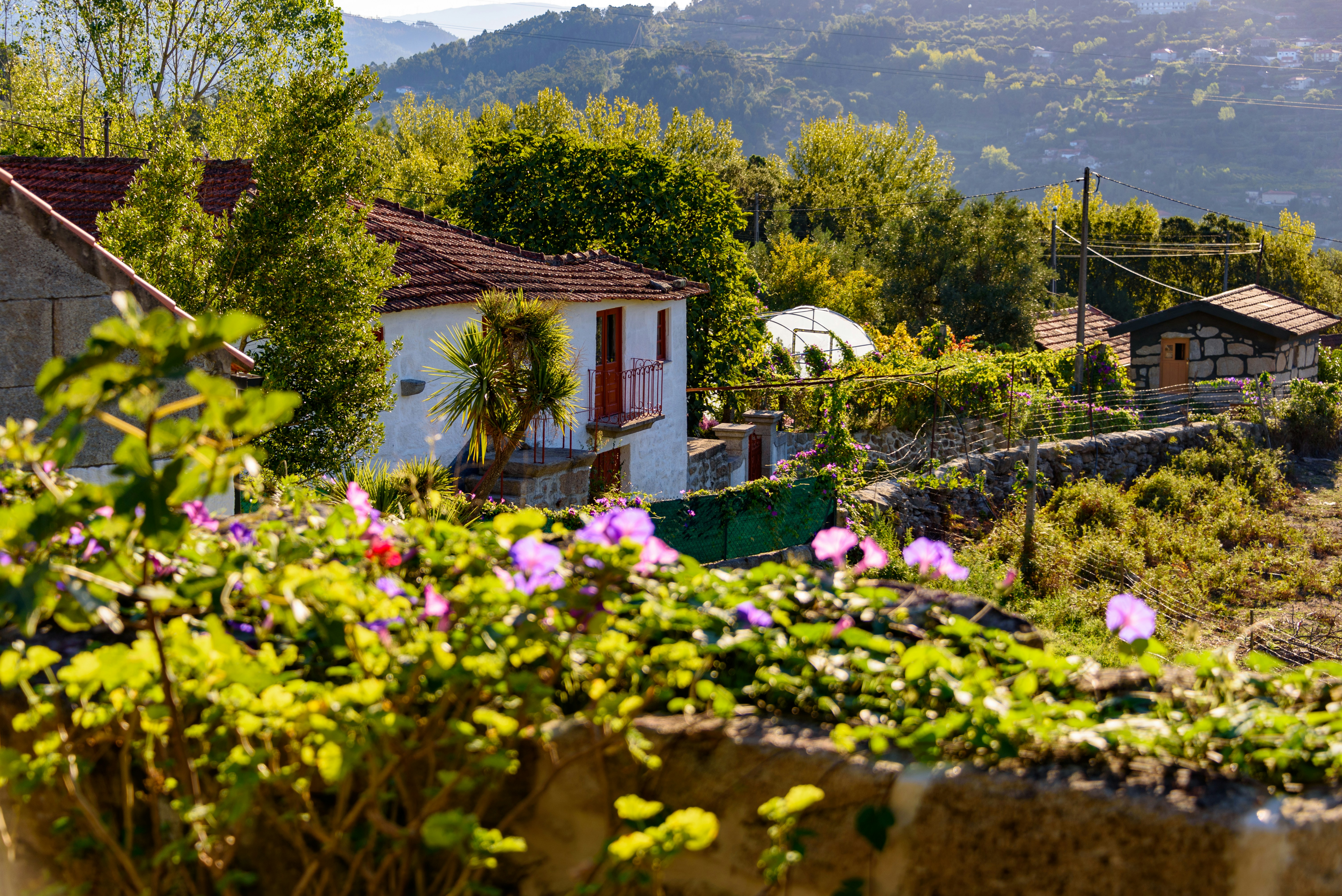 a garden with a house in the background