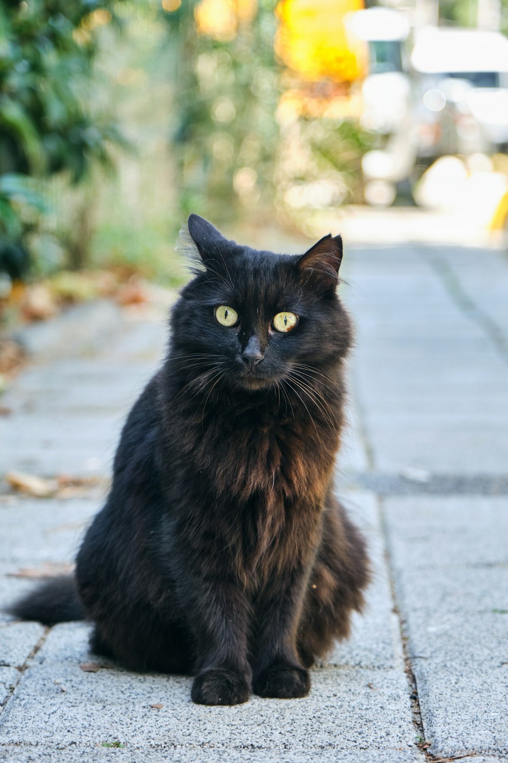 a black cat sitting on a sidewalk